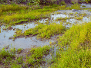 soggy wet spot in yard caused by underground water leak